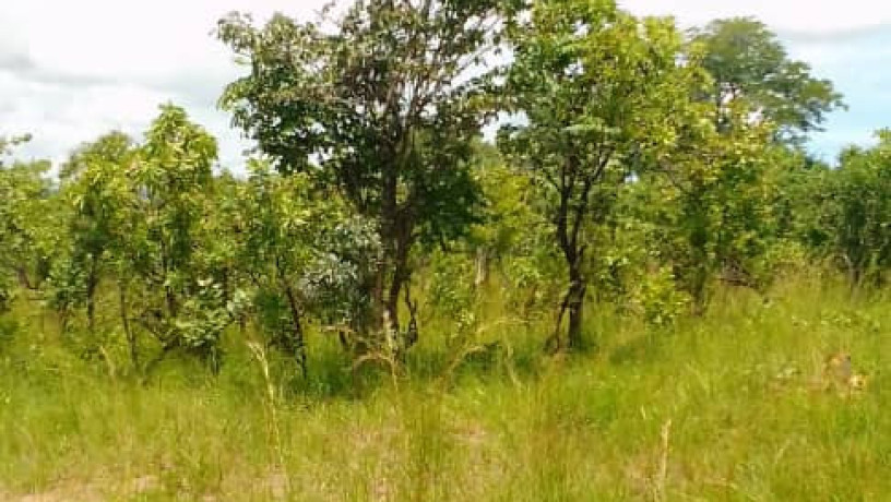 1-acre-land-for-sale-in-new-kasama-big-1