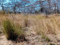 20000-hectares-of-kafue-riverfront-for-sale-small-1