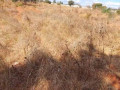 50m-by-100m-plot-for-sale-in-ibex-main-small-3