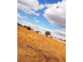 50m-by-100m-plot-for-sale-in-ibex-main-small-5