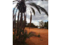 50m-by-100m-plot-for-sale-in-ibex-main-small-4