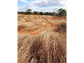 50m-by-100m-plot-for-sale-in-ibex-main-small-7