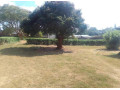 spacious-4-bedroom-house-in-rhodes-park-for-sale-small-5