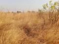 20-hectare-land-for-sale-in-nangoma-small-1