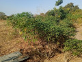 land-for-sale-in-stumbeko-area-small-0