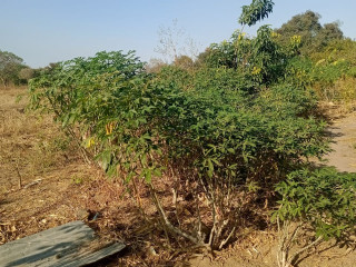 Land For Sale in Stumbeko Area