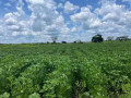 farm-for-sale-in-mazabuka-small-6