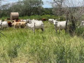 farm-for-sale-in-mazabuka-small-0