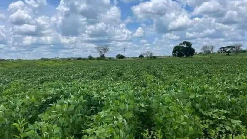 farm-for-sale-in-mazabuka-big-6