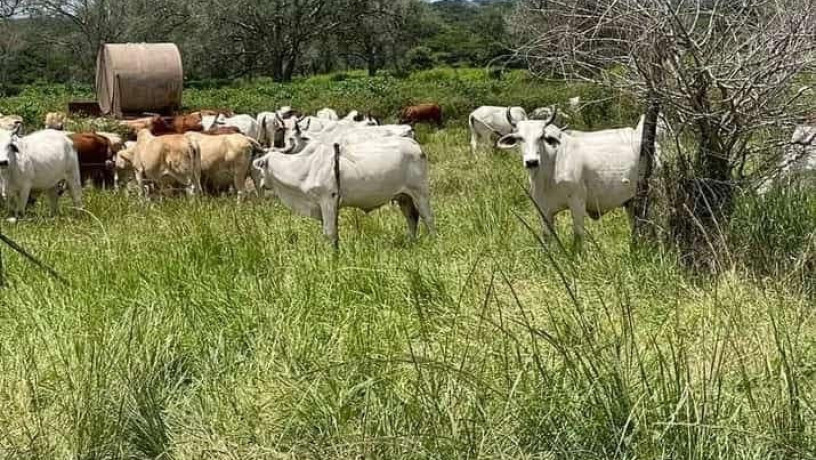 farm-for-sale-in-mazabuka-big-0