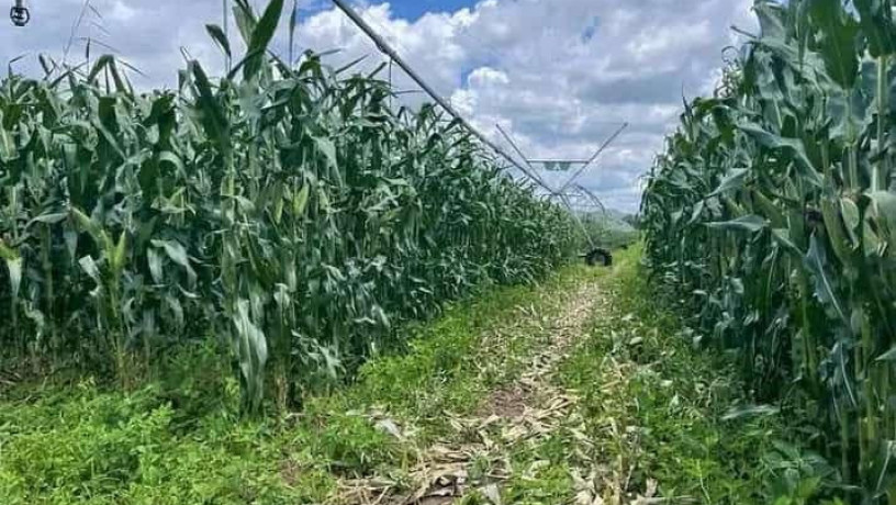 farm-for-sale-in-mazabuka-big-5