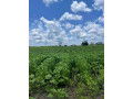 farm-for-sale-in-mazabuka-small-6