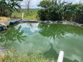 farm-for-sale-in-mazabuka-small-8
