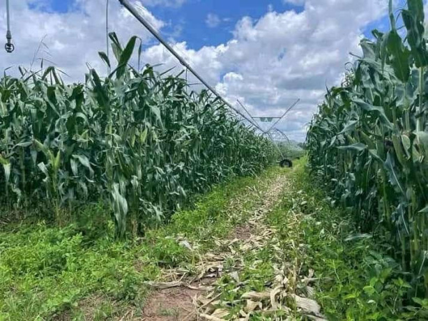 farm-for-sale-in-mazabuka-big-5