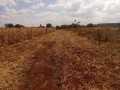 60-acres-farm-land-for-sale-in-kacheta-small-5