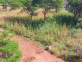 1-acre-plot-for-sale-in-makeni-small-4