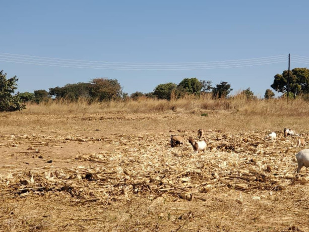 56-acres-land-for-sale-in-kasupe-big-4