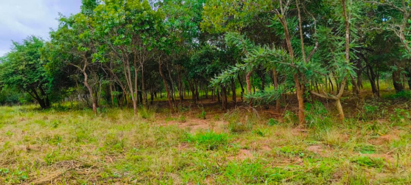 two-1000sqm-plots-for-sale-in-meanwood-ibex-big-0