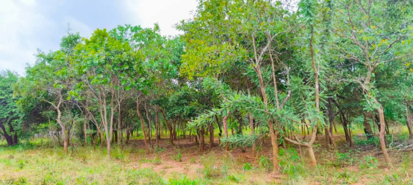 two-1000sqm-plots-for-sale-in-meanwood-ibex-big-1