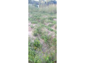 30m-x-20m-land-for-sale-in-meanwood-ibex-small-0