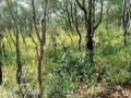 mkushi-land-for-sale-small-4