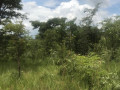 8-acres-land-for-sale-in-mikango-small-1