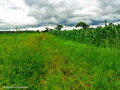 8-acres-land-for-sale-in-mikango-small-2