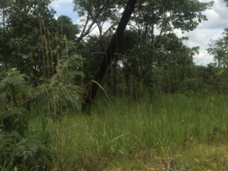 8 Acres Land For Sale in Mikango