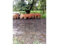 2000-hectares-farm-land-for-sale-in-chingola-small-2