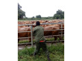 2000-hectares-farm-land-for-sale-in-chingola-small-0