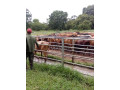 2000-hectares-farm-land-for-sale-in-chingola-small-4