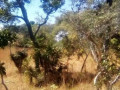 1290-hectare-land-for-sale-in-mumbwa-small-0