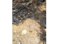 plot-for-sale-in-meanwood-vorna-valley-small-1