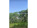 9-acre-plot-for-sale-in-mikango-barracks-small-1