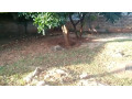 3-bedroom-house-for-sale-in-woodlands-extension-small-1