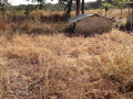 farm-for-sale-in-chingola-small-2