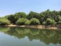 2-islands-for-sale-on-upper-zambezi-small-4