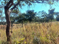 10-hectare-farm-for-sale-in-chongwe-small-0