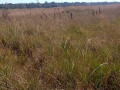 150-hectares-of-land-for-sale-in-chibelwa-luwingu-small-2