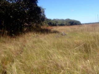 150 Hectares of Land for Sale in Chibelwa, Luwingu