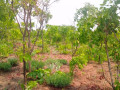 1600-hectares-land-for-sale-in-mumbwa-small-2