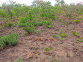 1600-hectares-land-for-sale-in-mumbwa-small-1