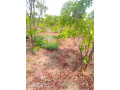 1600-hectares-land-for-sale-in-mumbwa-small-4