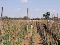 95-hectors-farm-land-for-sale-in-chongwe-small-1