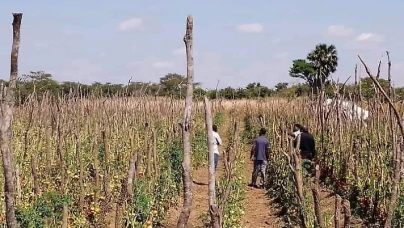 95-hectors-farm-land-for-sale-in-chongwe-big-1