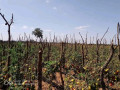 95-hectare-farm-for-sale-in-chongwe-small-1