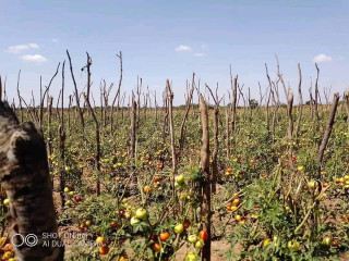 9.5 Hectare Farm For Sale in Chongwe