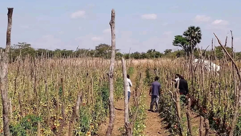 95-hectare-farm-for-sale-in-chongwe-big-4