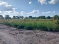 45-acre-plot-for-sale-in-leopards-hill-small-6