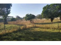 3-bedroom-house-for-sale-in-lilayi-estate-small-3